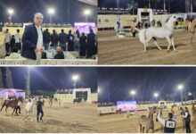 السفير التركي بالقاهرة يشيد بعراقة الخيول المصرية الأصيلة خلال مشاركته بمهرجان الخيل المصري