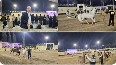 السفير التركي بالقاهرة يشيد بعراقة الخيول المصرية الأصيلة خلال مشاركته بمهرجان الخيل المصري